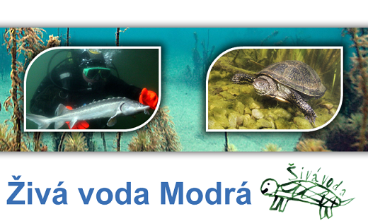 horni_lista.png, 520x313, 297.25 KB